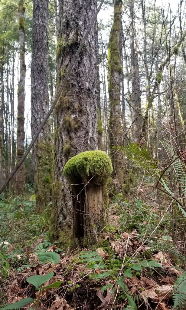 A moss-covered stump stands in the foreground, resembling a small table, within a lush forest. Tall trees with textured bark and patches of moss rise in the background, while fallen leaves and various green plants cover the ground, contributing to the vibrant atmosphere of the woodland.