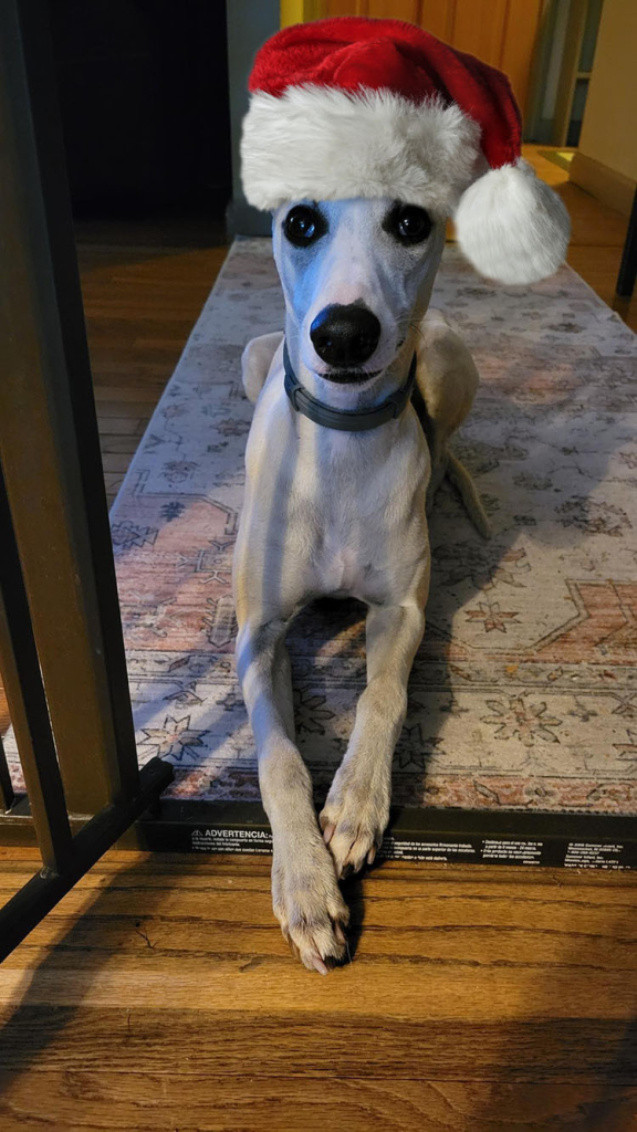 A silver and fawn colored whippit lying on a carpet looking up and to the left while wearing a very fluffy Santa hat.