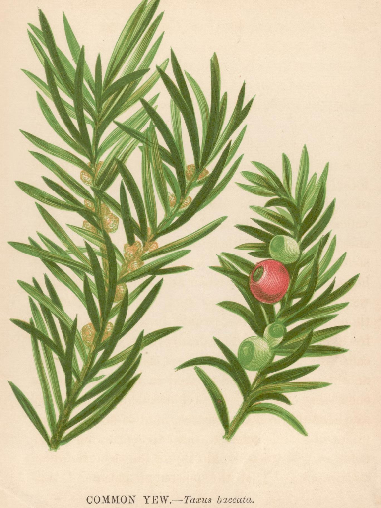 historical illustration of yew tree branches 