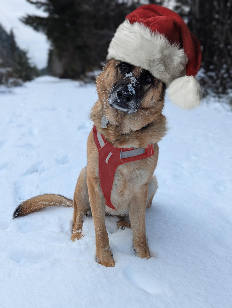 An adorable German Shepherd mix, clad in a harness and some snow, wearing a big fluffy Santa hat