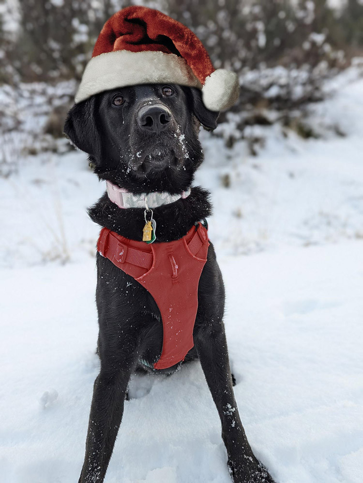 A vaguely confused-looking lab/shepherd mix, wearing a Santa hat.