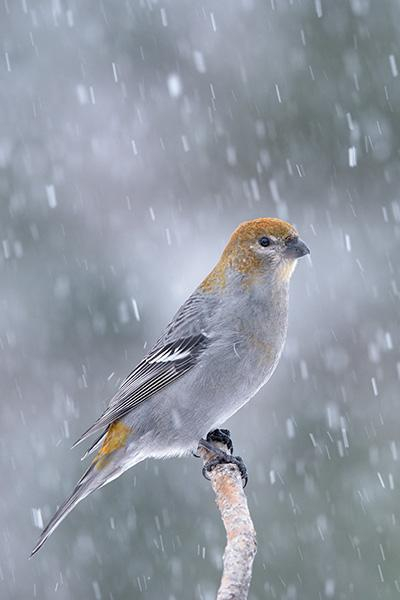 The head of the bird is one third from the left and just above the middle of th photo.
It is sitting on a dead branch while it is snowing.