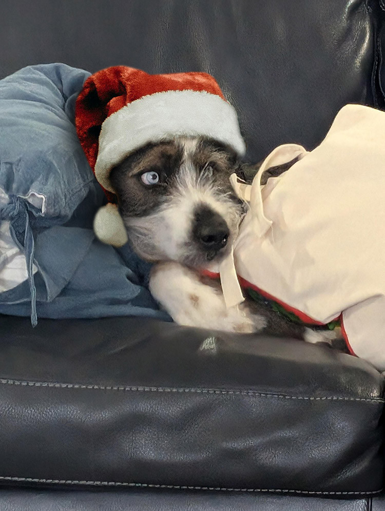 A black and white dog snuggled up on a sofa wearing a Santa hat