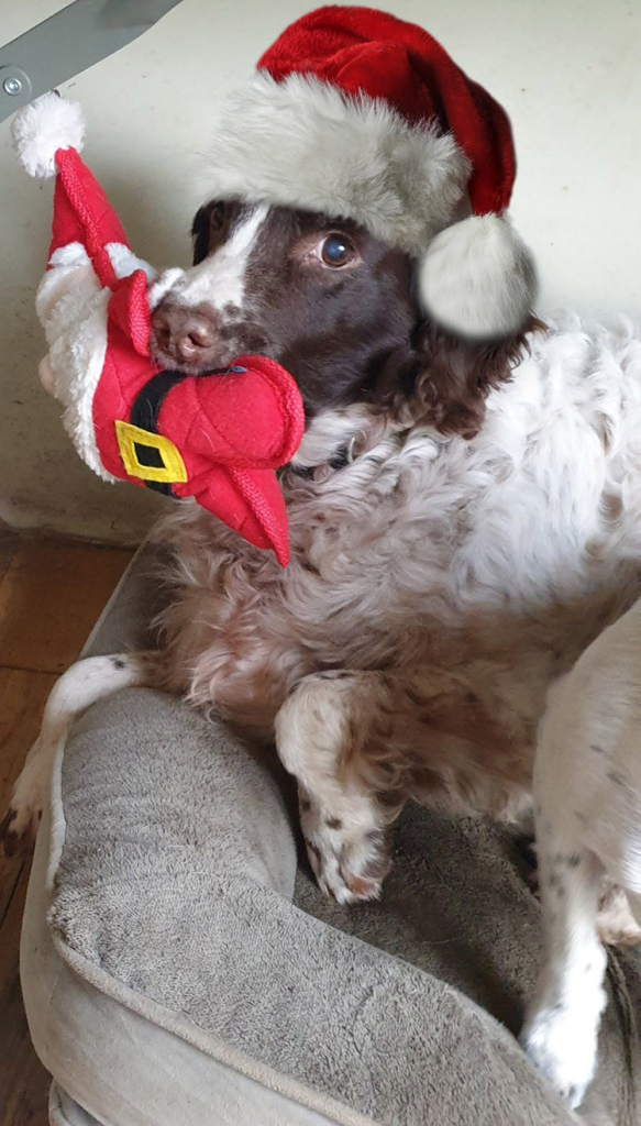 A brown and white spaniel dog wearing a fluffy Santa hat and holding a santa toy while laying in a bed last Christmas