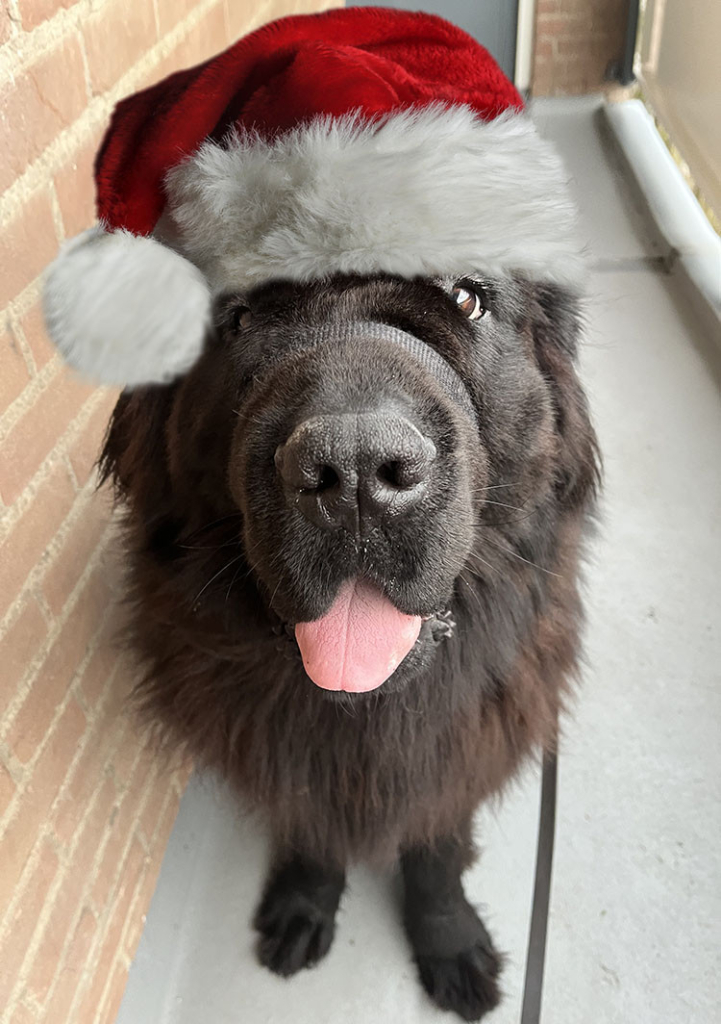 Original alt txt: Odin the newfie looking up at the camera with overwhelming love and adoration
My addition: Odin now wears a fluffy Santa hat.