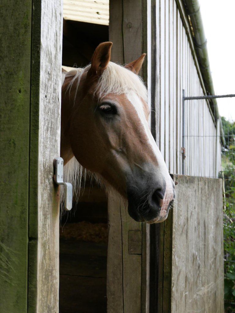 A Haflinger horse’s head poking out of an open stable door. His coat is a light chestnut and his mane is white. He has a blaze. 