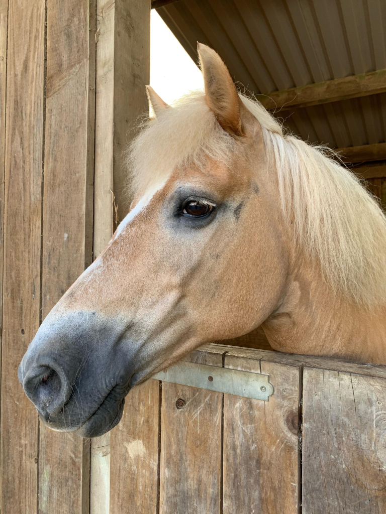 A Haflinger mare’s head over a stable door. She has a light chestnut coat and white mane. She also has a large white star and snip