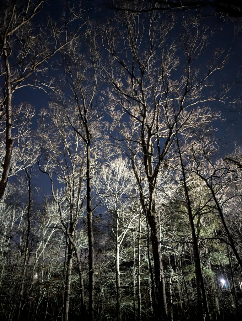 Multiple tall trees lit up by a light 