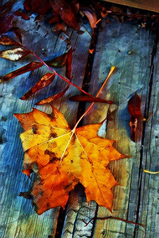 A close-up shot of a yellow maple leaf resting on the boards of a wooden deck.  The modified photo's style is painterly expressionistic.