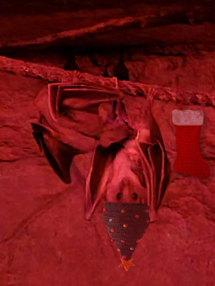 Original alt txt: A close up of a bat looking into the camera. It's cleaned from parasites by a fellow bat while hanging on a rope.The scenery is inside a bat cave (sich!) and it is lighted in red to suggest to the bats it is night time.

My addition: The hanging bat is now wearing a Christmas tree festive hat with a star at the top (bottom in this case, as it's upside down) and there is a sticking hung up in the background, hanging form its perch. No idea what it would want to find in there come Christmas morning.