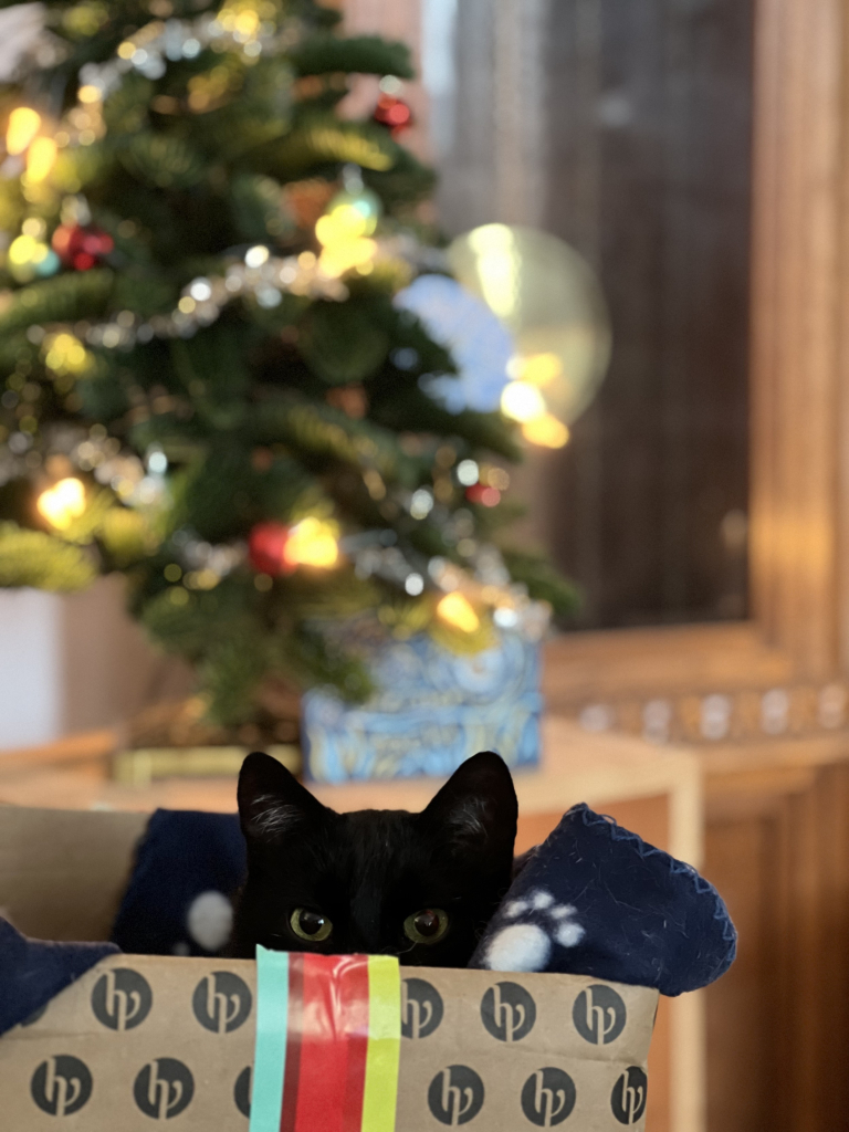 A black cat peeks out from a cardboard box adorned with colorful tape. In the background, a decorated Christmas tree with lights and ornaments adds a festive touch.