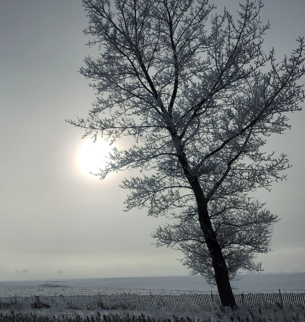 Snow-covered farm field with tree in forefront and sun hanging low in the haze.