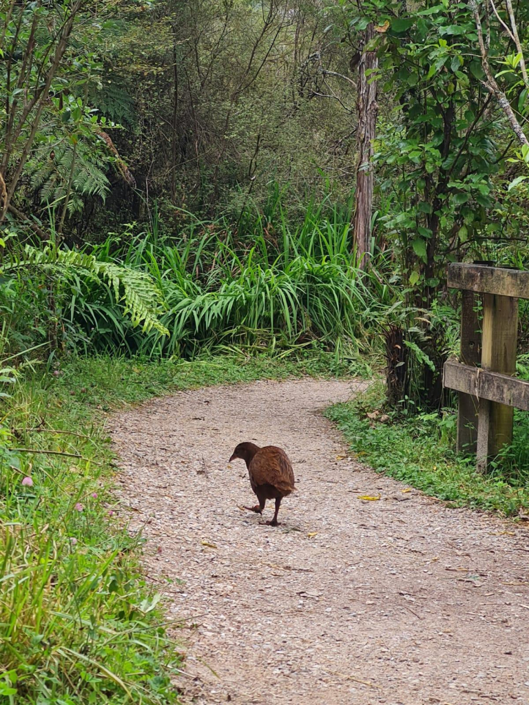 You're kind of looking at the manifestation of "no" in the form of a bantam chicken sized brown wood hen that is walking away from you down a gravel path in a very verdant patch of green bush. The weka is looking slightly back at you as if to say, "I disdain Instagram and all photographic nonsensery" and you have no choice but to accept its choice. While looking at this picture, imagine this disdain coming to you while birds are chirping all over the place, cicadas are whirring and a pack of Spanish tourists around the bend are talking excitedly about lunch. 