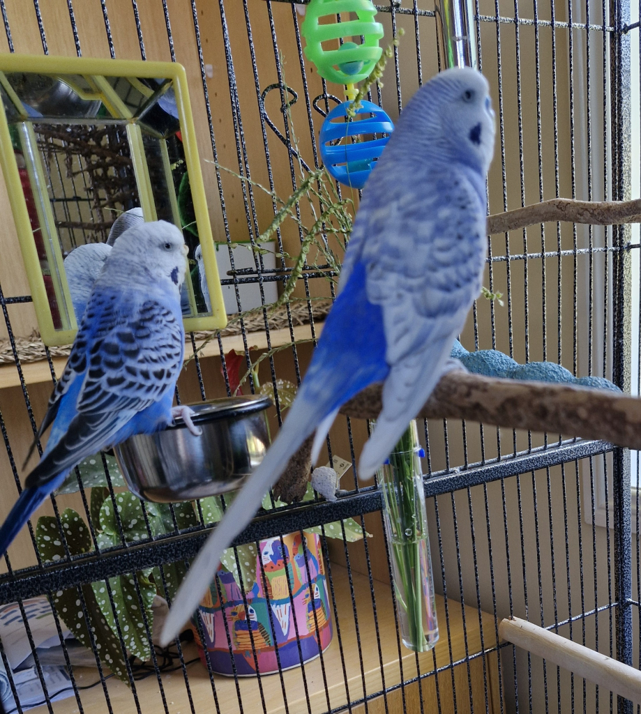 Two little blue birds sitting on a twig perch eating grass seeds. They are loudly singing the praise of fresh grass.