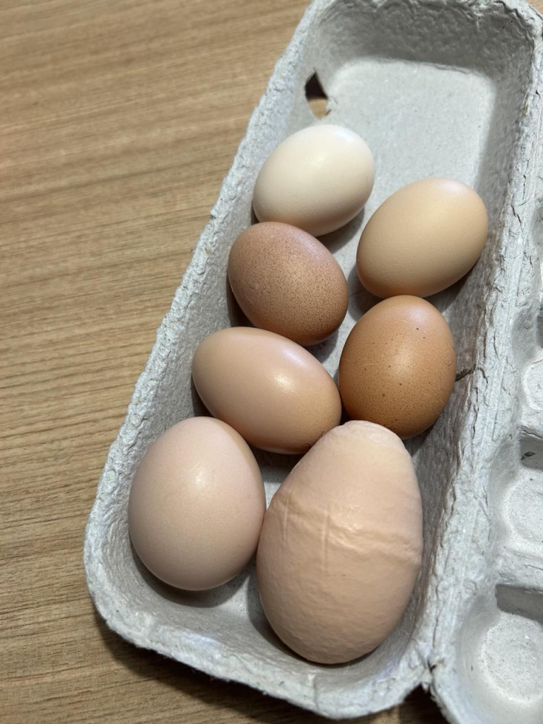 Six good sized chook eggs & one very large crinkly egg, ranging in colour from white through to brown in the lid of an egg box on a wooden bench.