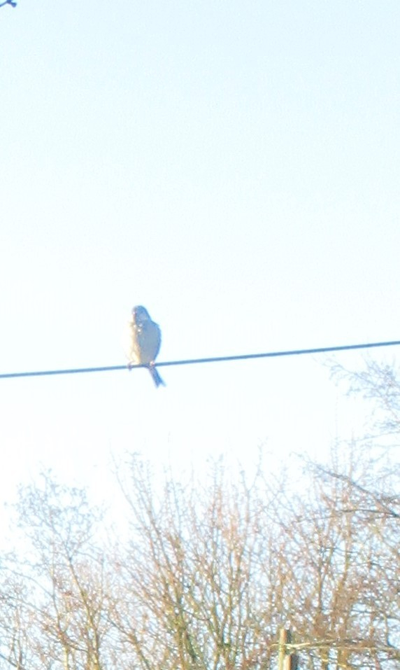 Photo of a blue tit sitting on a wire above my garden gate.  There are some bare trees in the background.