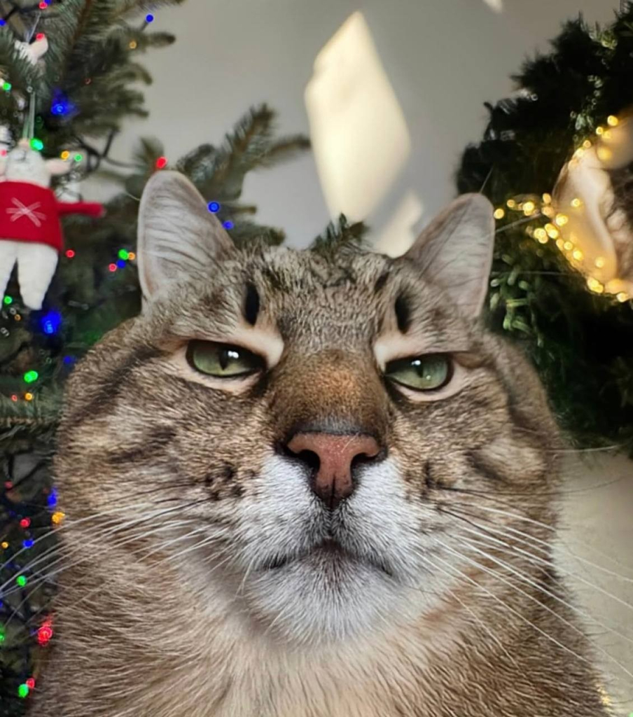 grey-brown tabby cat looking judgemental with crhistmas decorations in the background