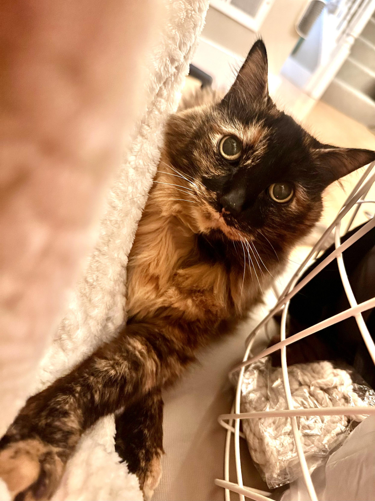 Elderly tortie playing by hiding behind a blanket 