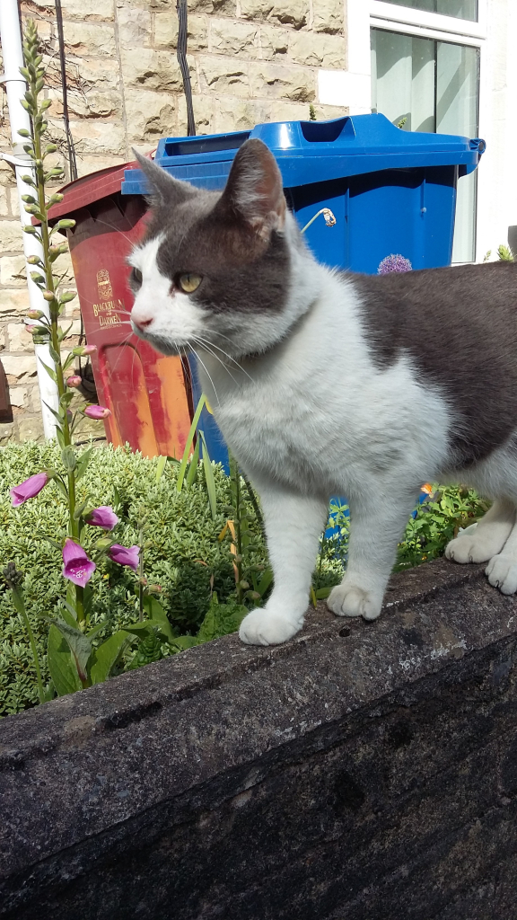 Grey and white cat standing on a wall looking lefty with plants and a couple of wheelie bins behind him, and a house behind them.