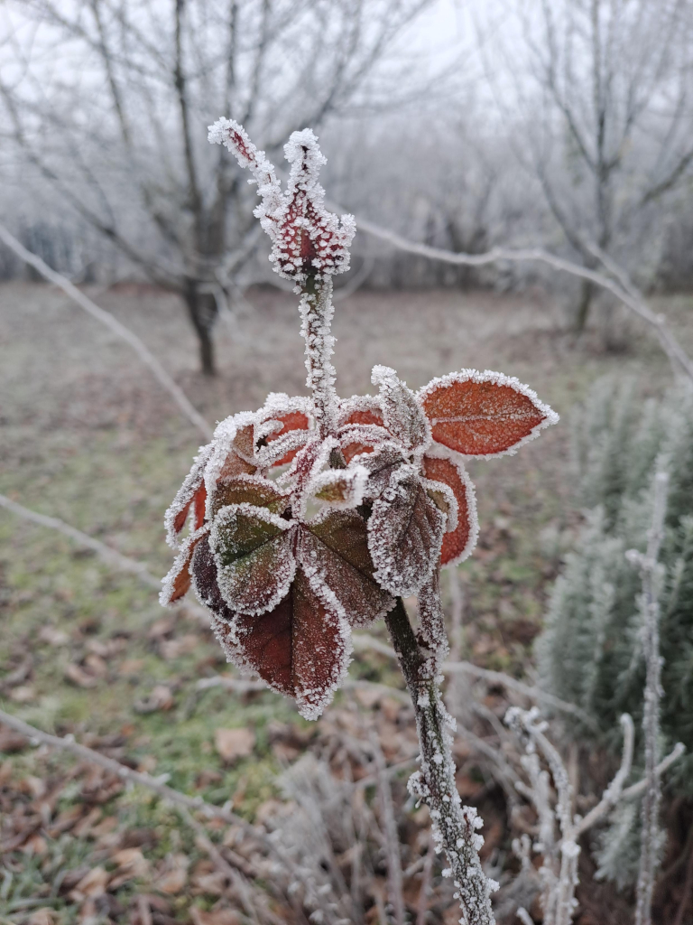 Branch from a rose bush, with one red rose bud on a long stem, and a bunch of rust colored leaves under it. Flower, leaves and stem are all covered in a fine lace of white frost.