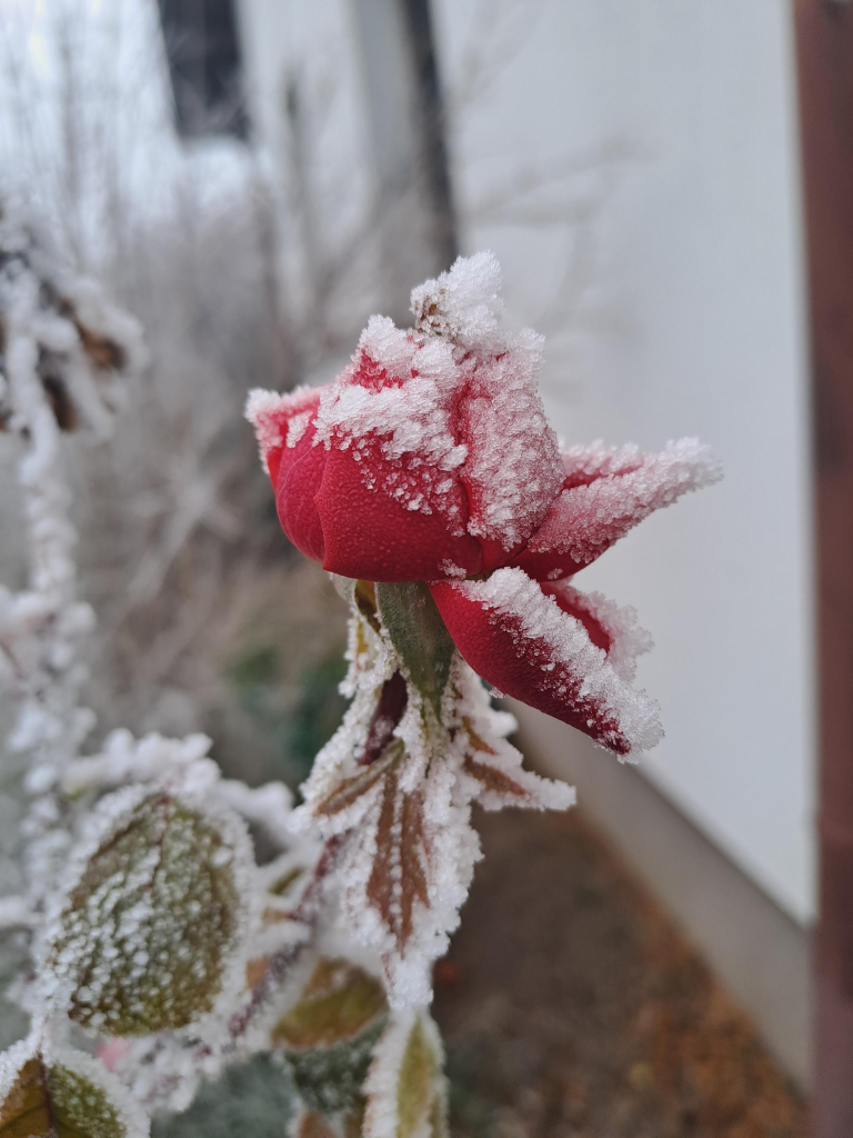 Clowe up of a red rose bud, with some petals peeling off. The flower is covered in a dusting of white frost like fine sugar, and the petals and leaves have white frost around the edges.