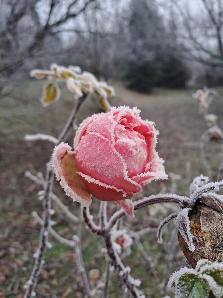 A round, pink rose laced with white frost. It looks like it has been dipped in sugar.