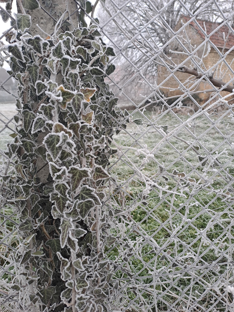 Ivy creeping up a fence post. The chain link fence is painted white by frost, with an overgrown garden and an old house in the background. The ivy leaves are dark green but each is laced with white frost.