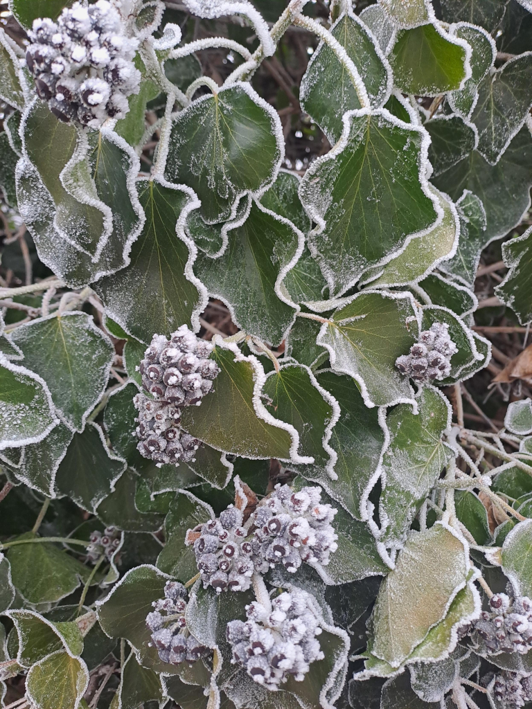 Close-up of iv6 leaves and bunches of berries. The leaves are bright green, finely laced with white frost, and the berries are almost all white with frost. 