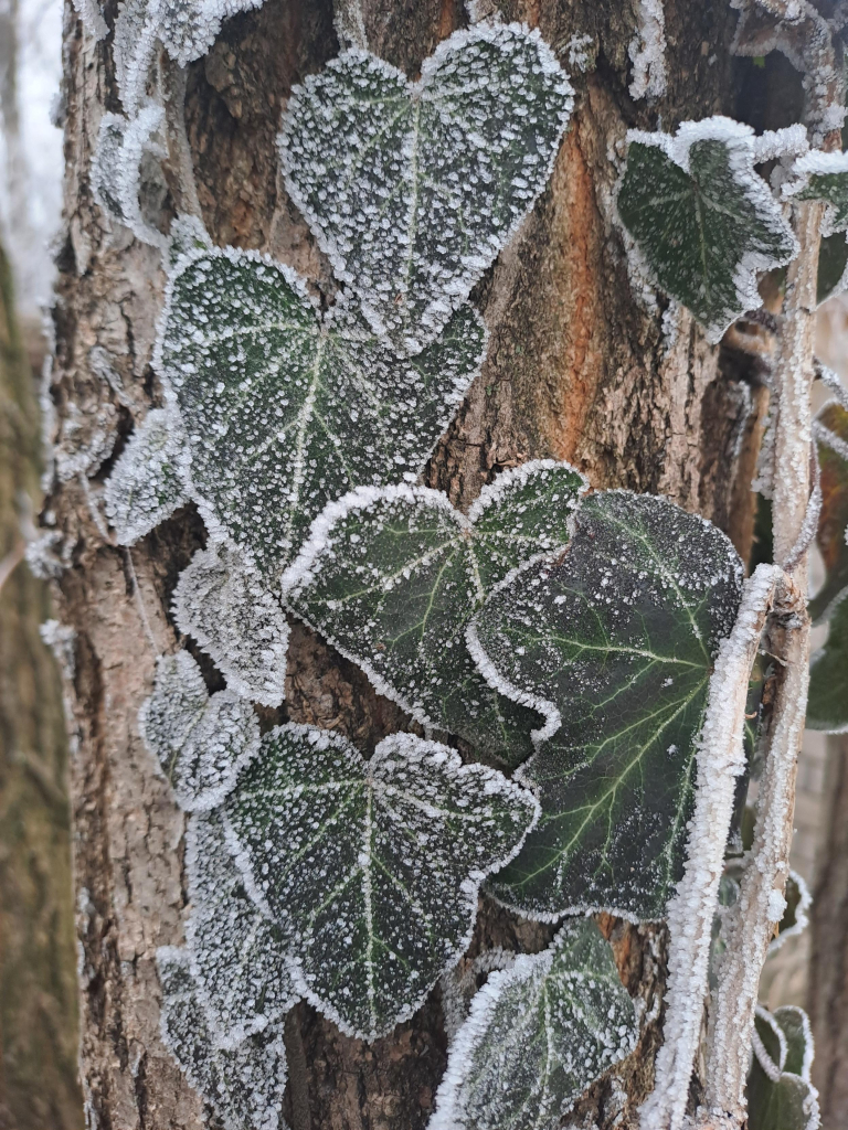 Close up of the green ivy leaves creeping up a tree trunk, finely dusted with frost like it's powdered sugar.