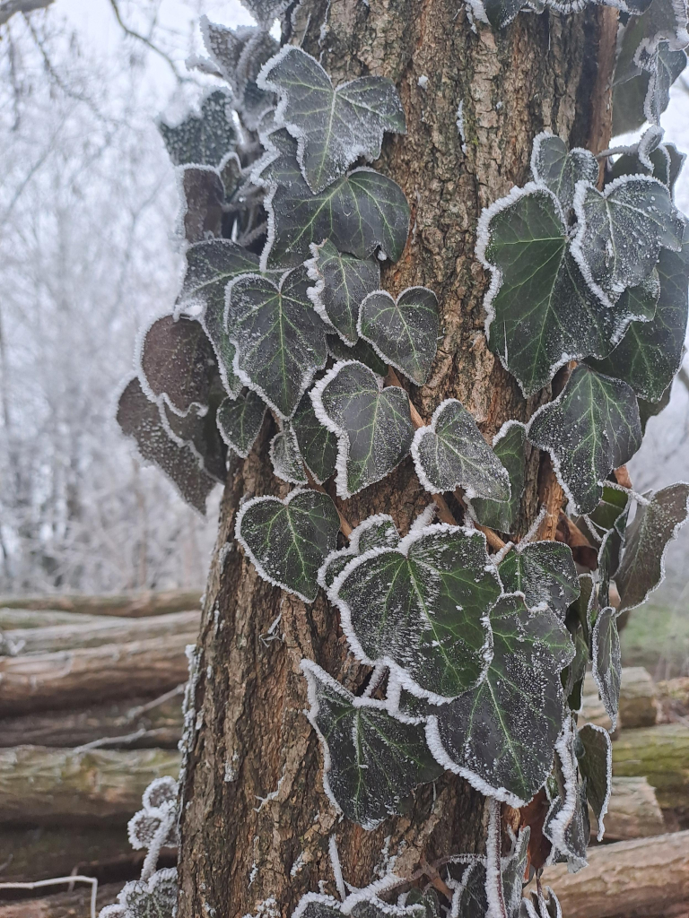 Another photo of dark green ivy on a tree trunk, with each leaf edged with white frost and dusted with fine powder.