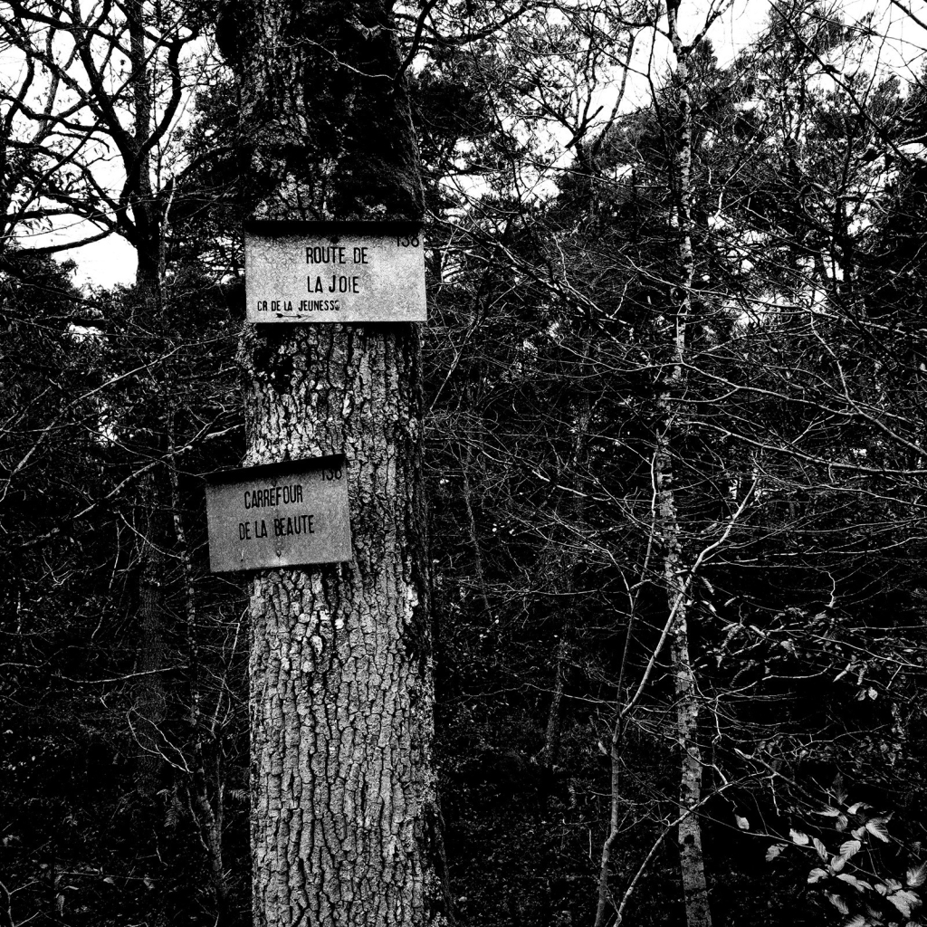 Photo d'un arbre sur le tronc duquel sont plantées 2 pancartes. Celle du haut mentionne la 'Route de la jeunesse' et le 'CR de la jeunesse', celle du bas le 'Carrefour de la beauté'.