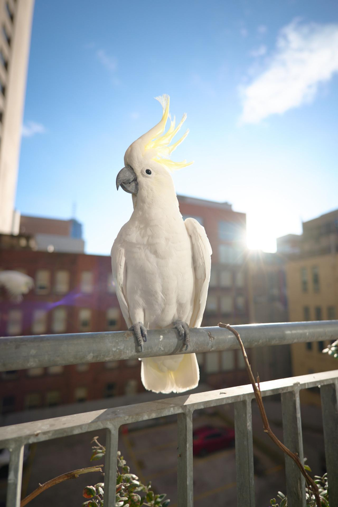 Female of the pair. Sulphur Crested Cockatoo.

Downtown Melbourne CBD on a cool summers day. We had two pairs and a solo cocky visit this morning. They like to chomp through the balcony plants and wake up the neighbours.