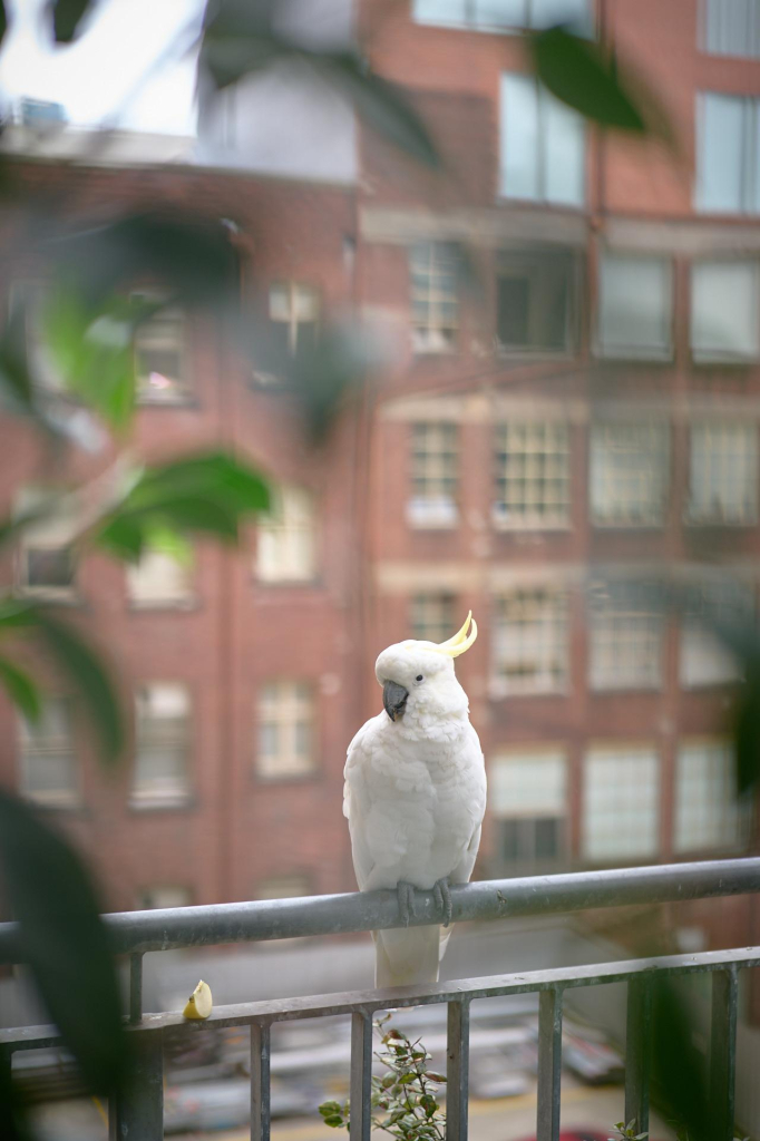 50mm F1.8 on the S5II