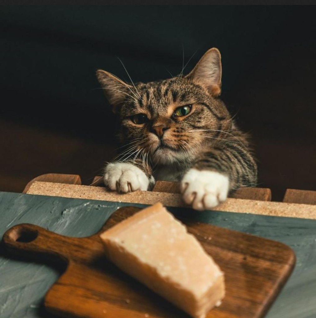 A chubby tabby with white mittens reaches carefully across a table towards a beautifully lit piece of mature parmesan on a cheese board