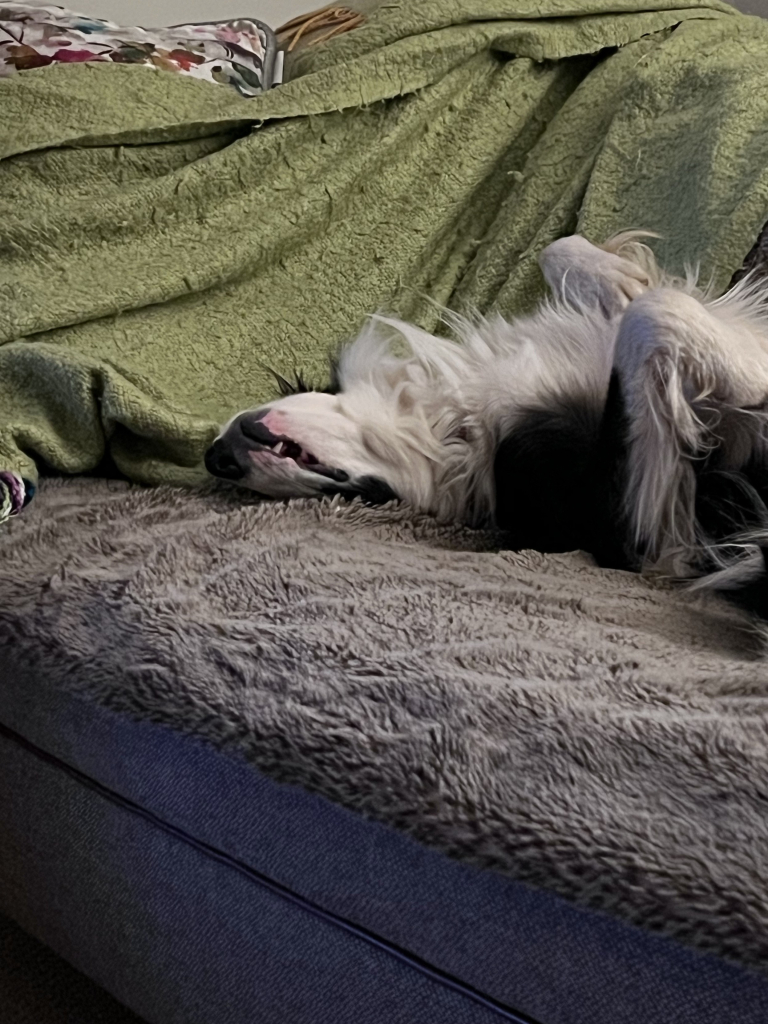 A Border Collie sleeps on the sofa