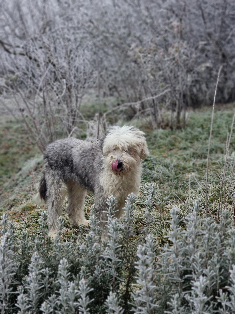 Photo of an Old English Sheepdog standing in front of a frosty rosemary bush. He is half grey and half white, less fuzzy because he had a haircut, and has a long busy tail. He is licking his nose.