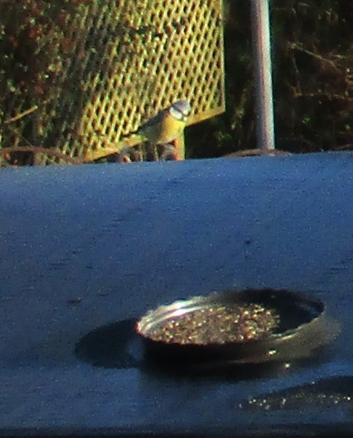 A blue tit sitting on the top of my feeding station.  The pergola and its evergreen are in the background, with the shed roof in the foreground.