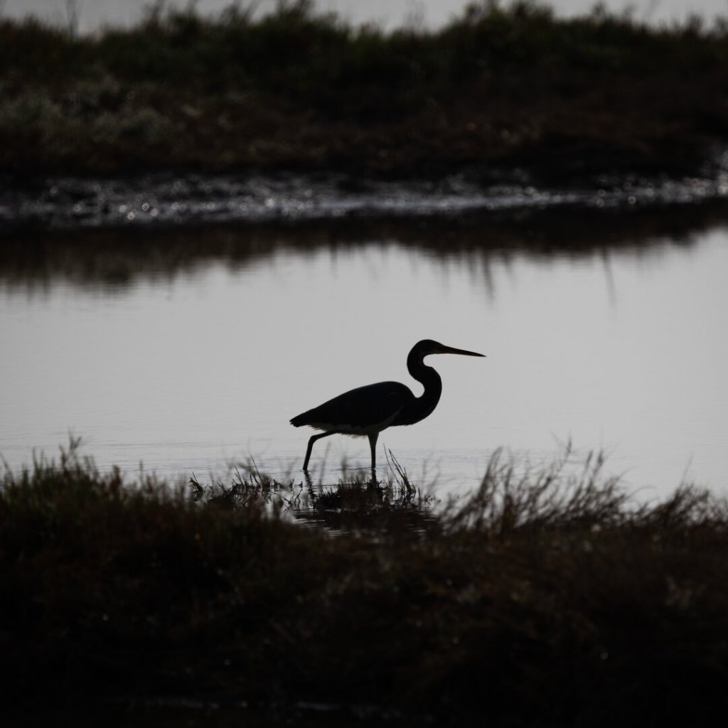 Silhouette of a tricolored heron stalking prey in the marsh