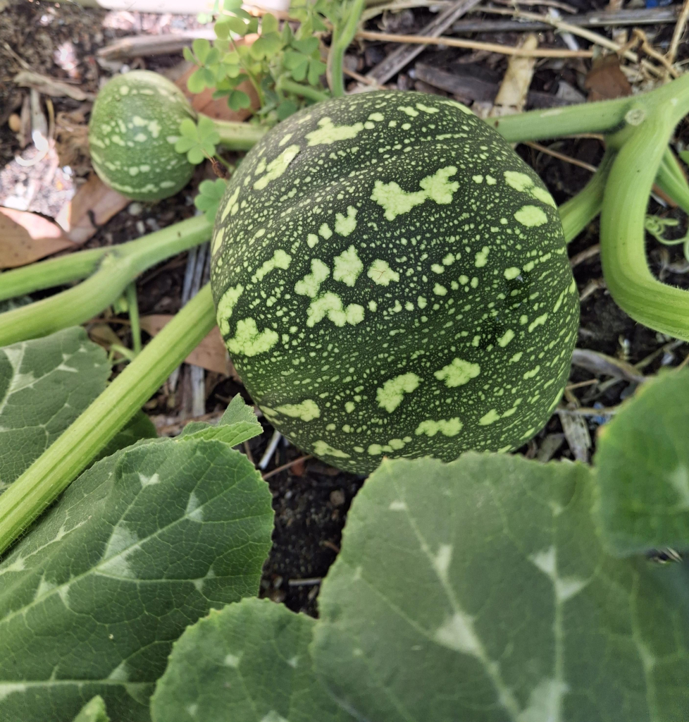 Speckled green and cream globes of pumpkins and associated leaves 