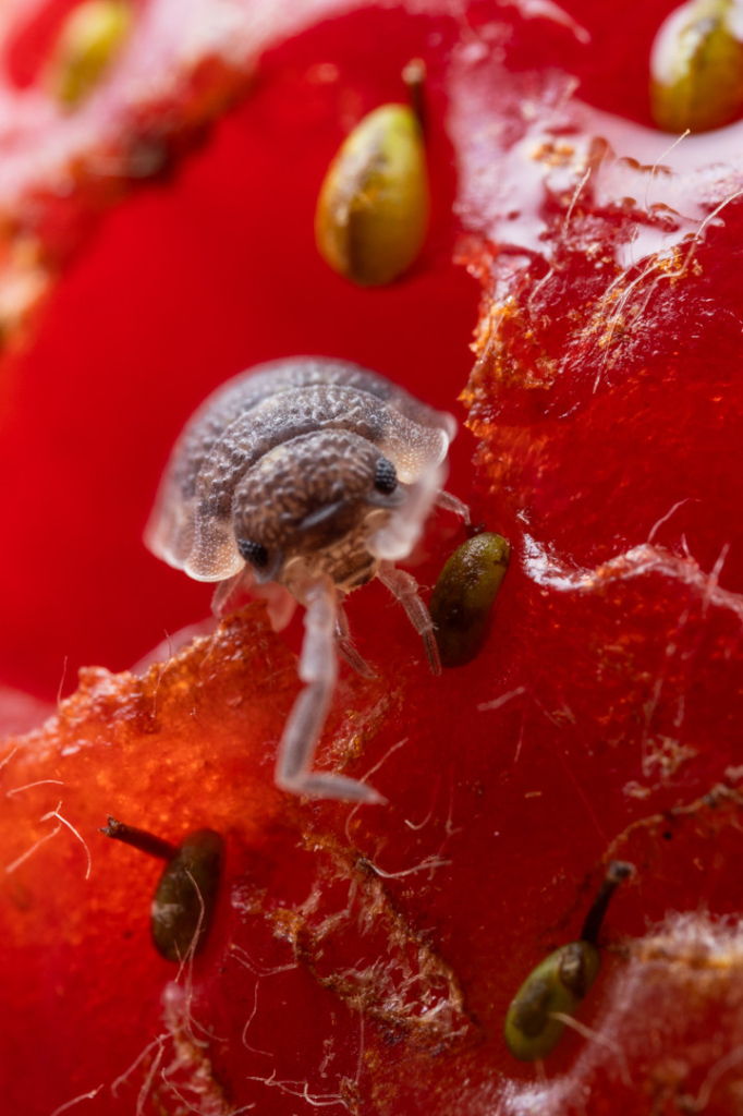 a photo of a woodlouse, head on to the camera, climbing out of the hole it has eaten in a strawberry. the strawberry fills the rest of the frame. the woodlouse's face is just marginally out of focus