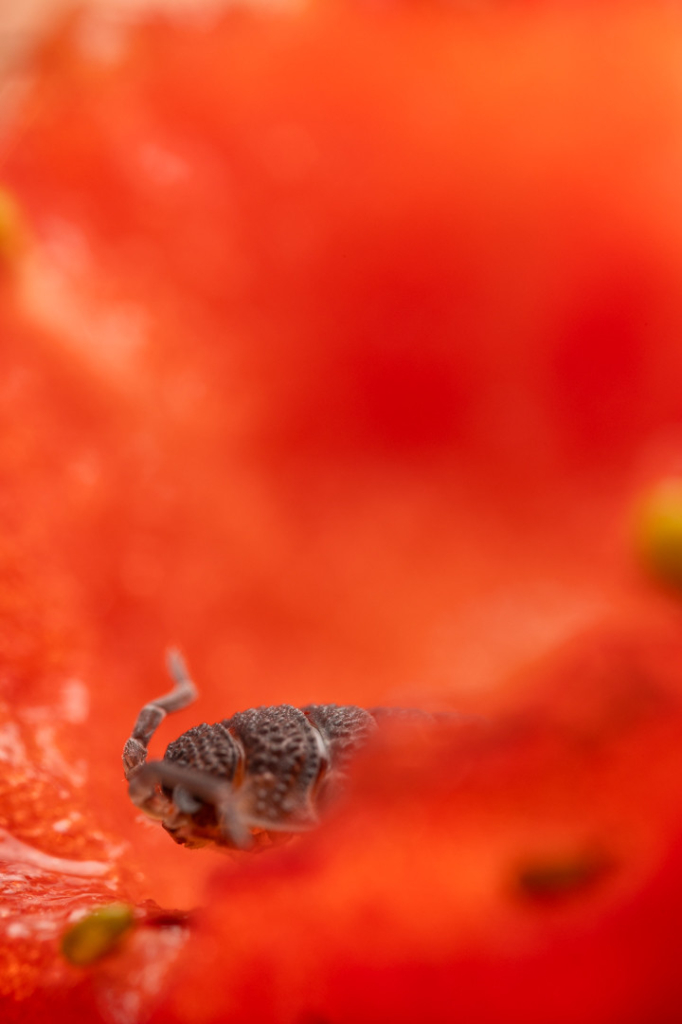 a woodlouse poking its head out of a strawberry that it has eaten a hole into. it is facing to the left of frame and is just slightly out of focus. the strawberry creates a large, bright, red blur for the remainder of the frame