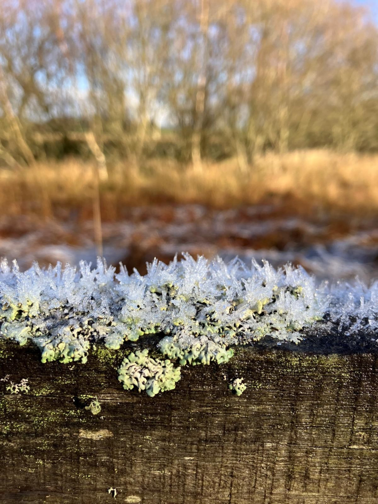 Photo of a wooden fence rail topped with ice crystals over pale green lichen. The background is blurred golden-brown grasses and a line of silver birch trees.