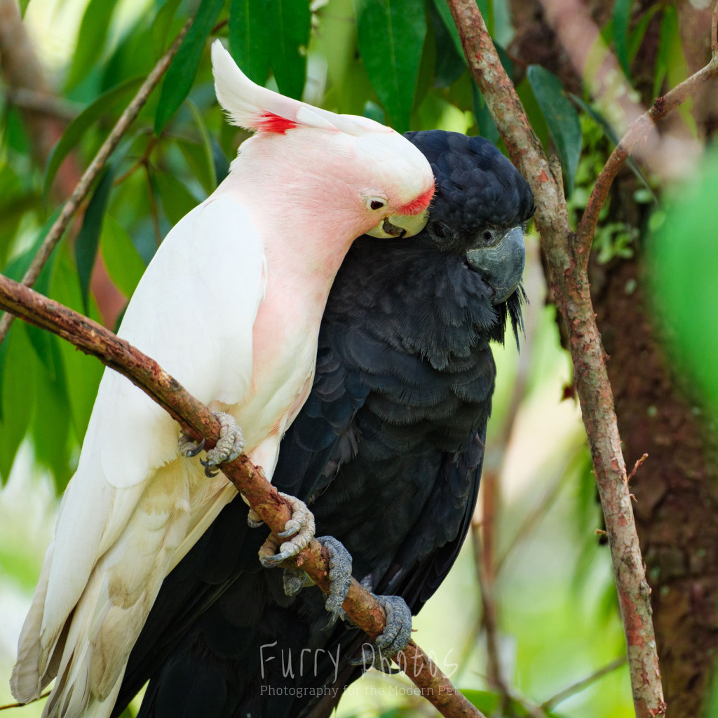 A pink cockatoo and red tailed black cockatoo share a branch. The pink one is preening the black one's cheek gently.