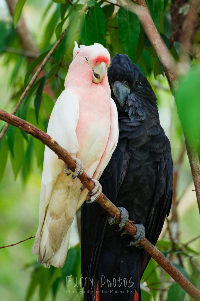 A pink cockatoo and red tailed black cockatoo share a branch. The pink one has its eyes closed while the black one leans in almost like a cuddle.