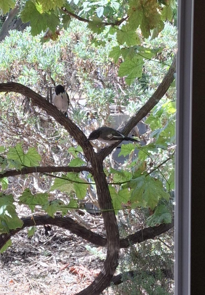 A couple of black and white birds on a vine.