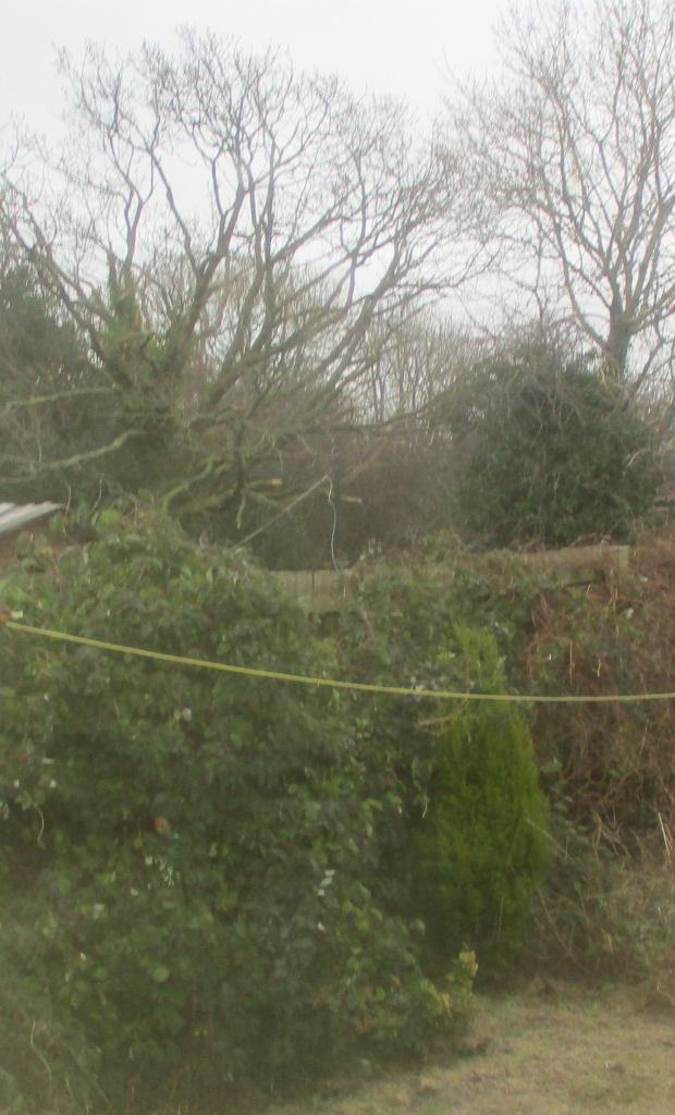 A picture of my garden fence, covered in various clematises.  Included are the oaks and evergreens in the wood over the back fence, and my washing line.