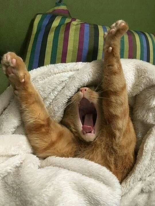 orange cat stretching out front legs and yawning in bed