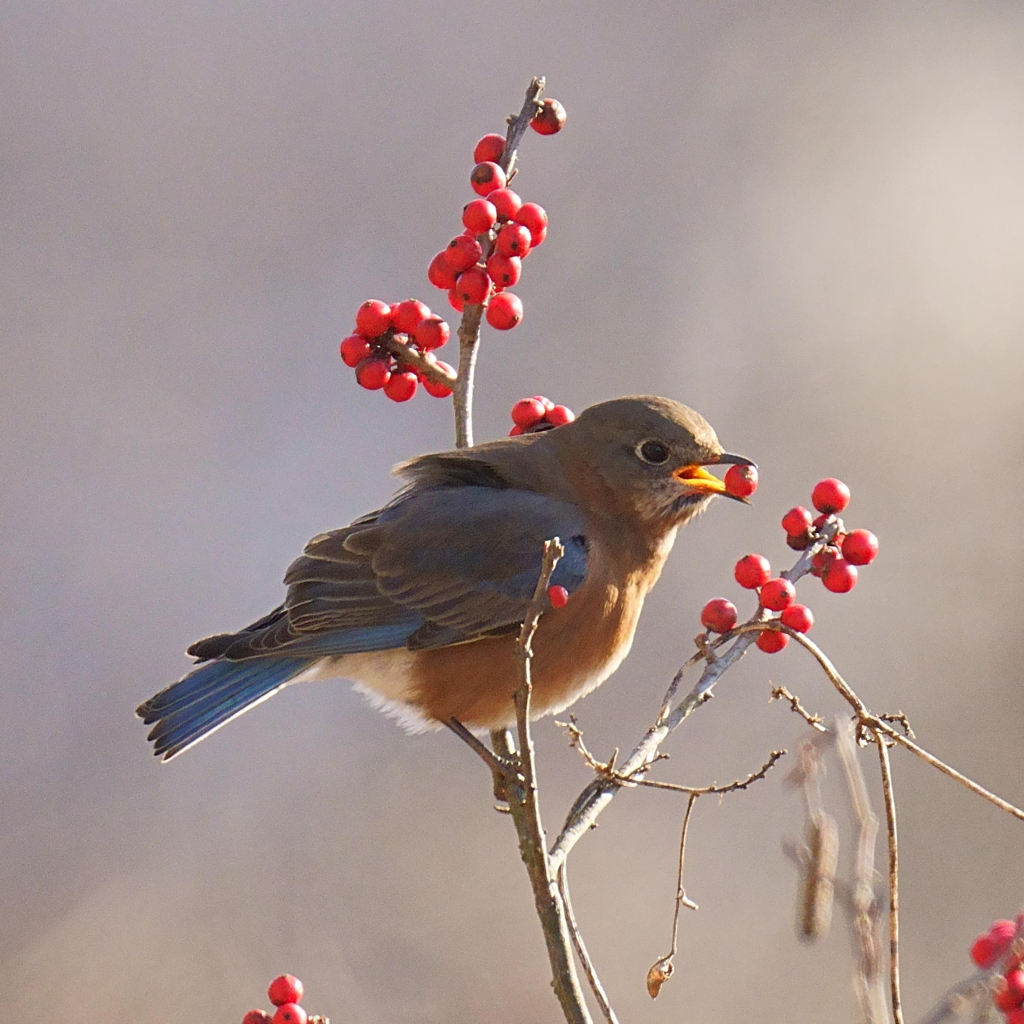 An Eastern Bluebird is helping itself to a red berry from a little scrub tree or bush.