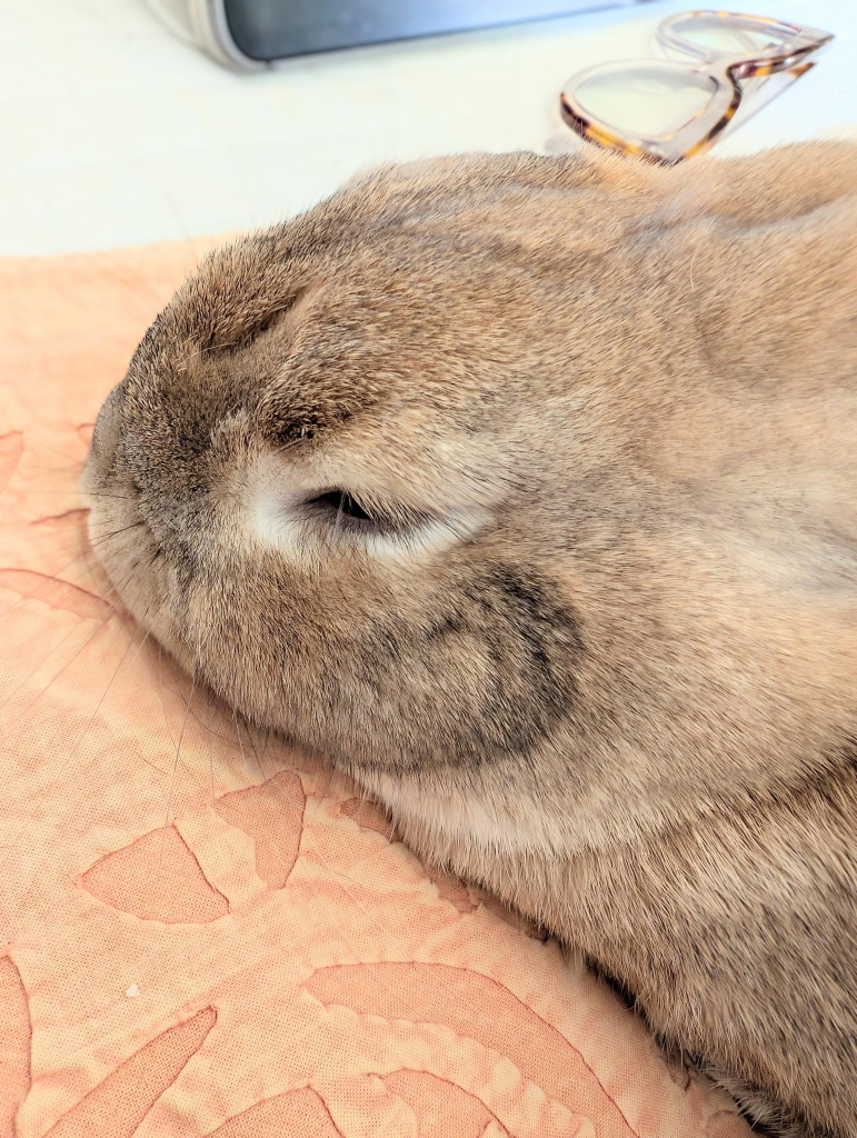 close-up view of a relaxing bunny, chin on a coverlet, ears back, and eyes nearly closed