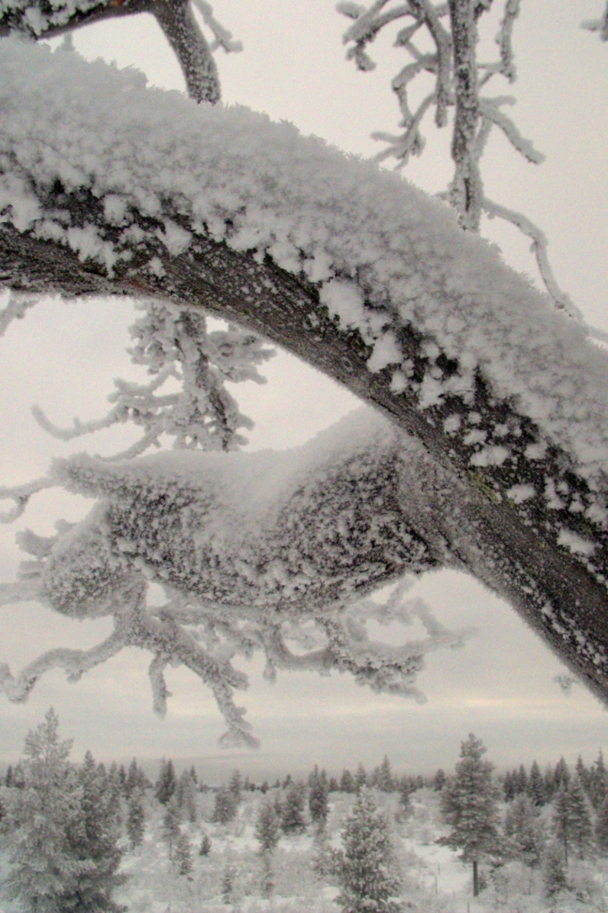 "Frozen tree" in finnish lapland